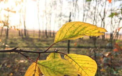Vallende blaadjes, herfstdip?